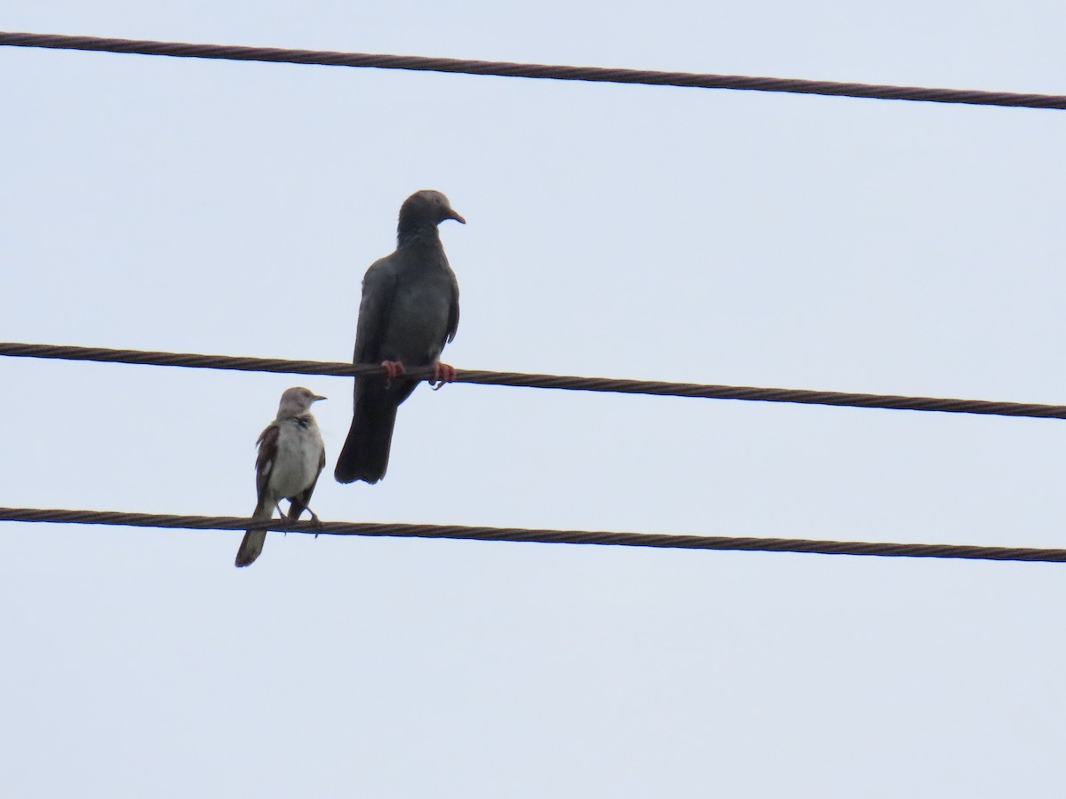 White-crowned Pigeon - ML638091669