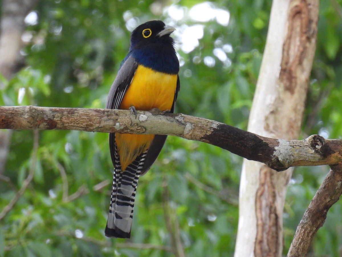 Gartered Trogon - ML638091670