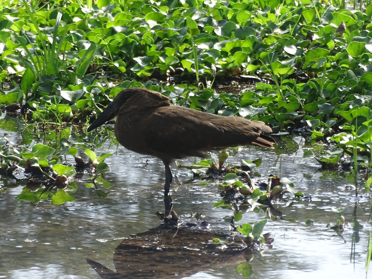 Hamerkop - ML638091696