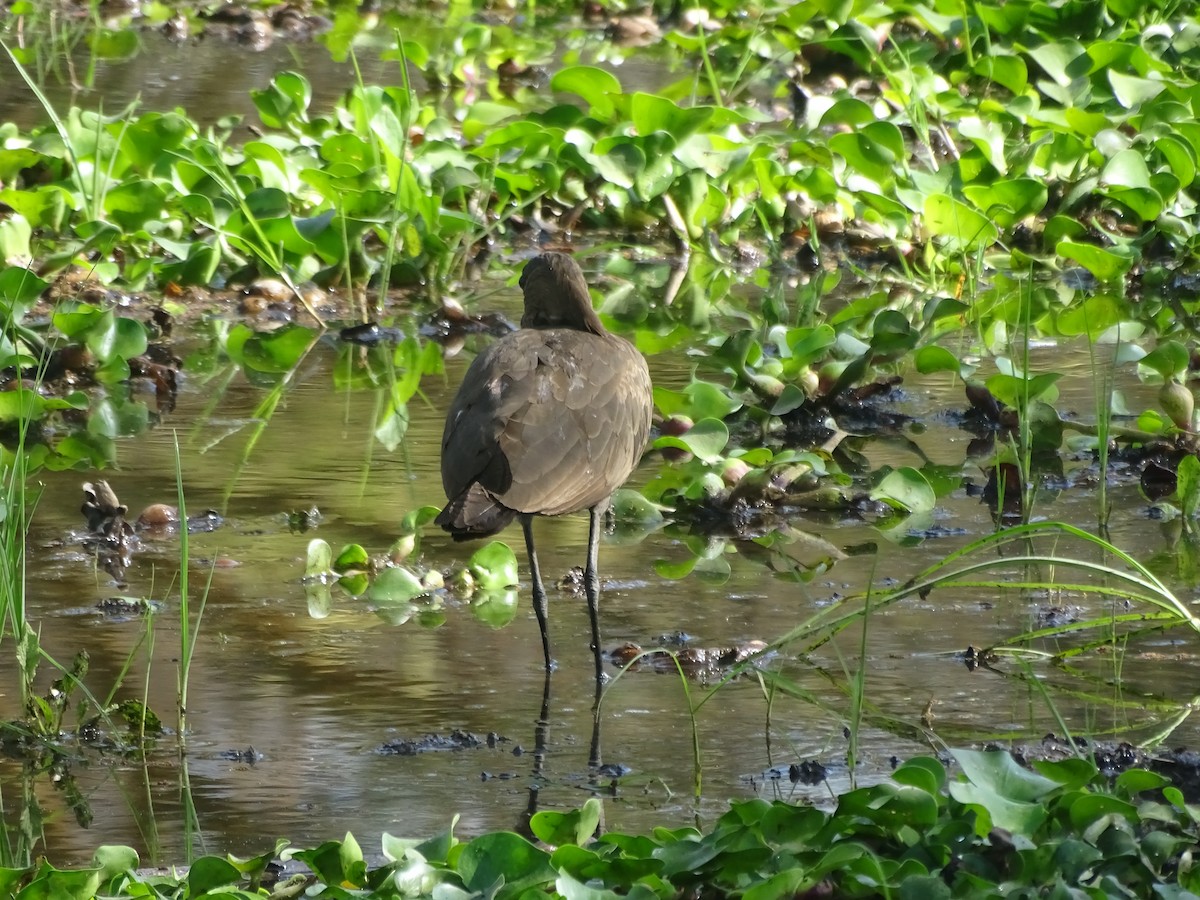 Hamerkop - ML638091697