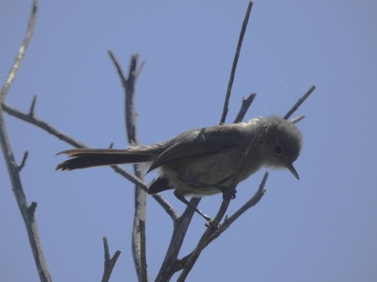California Gnatcatcher - ML638091699