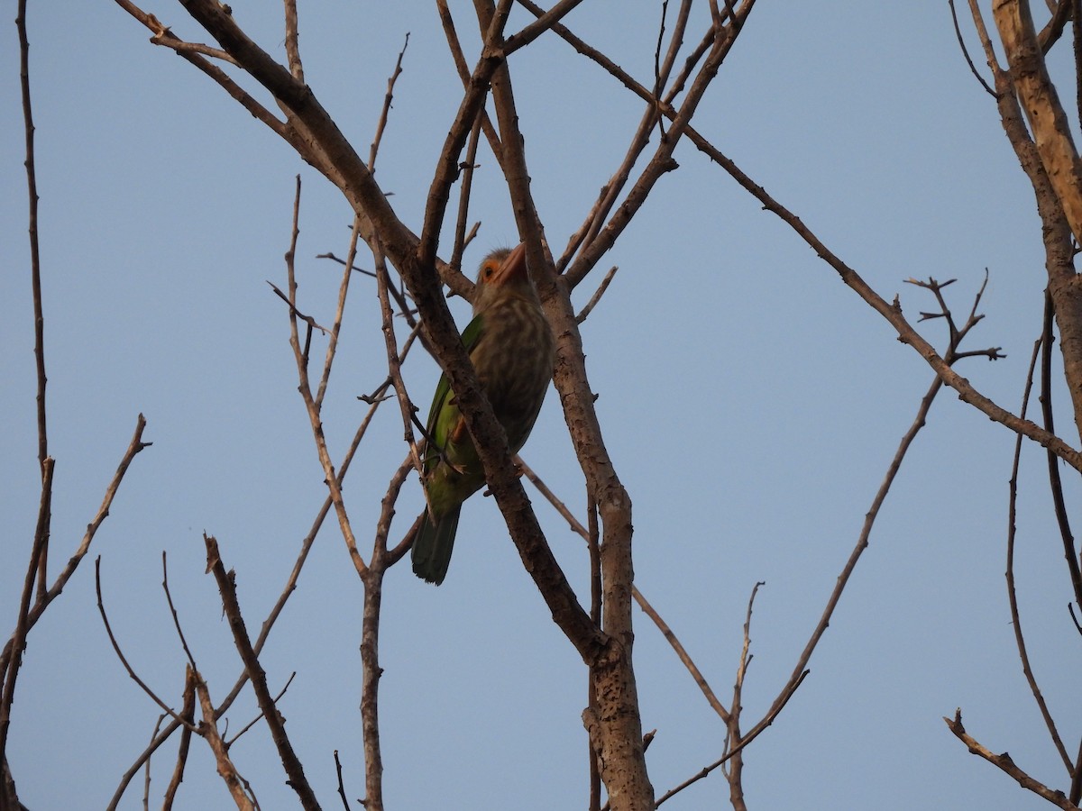 Lineated Barbet - ML638091709