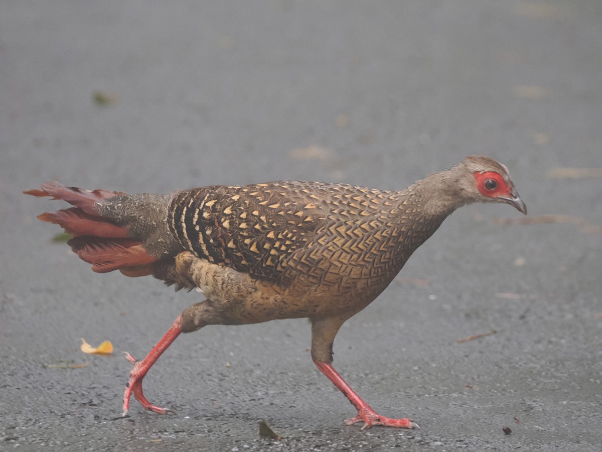 Swinhoe's Pheasant - ML638091714