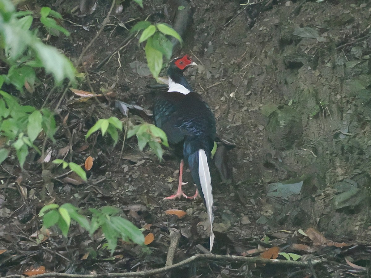Swinhoe's Pheasant - ML638091715