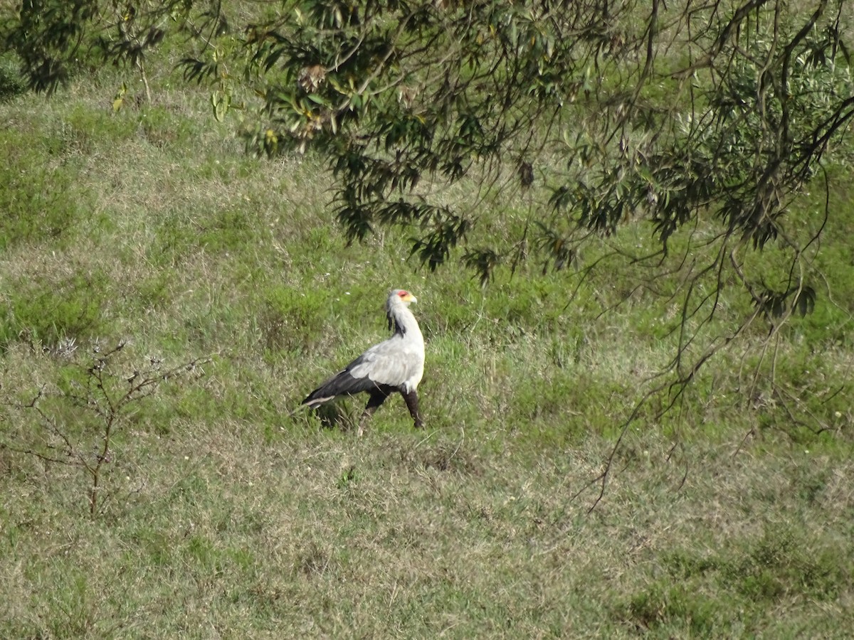 Secretarybird - ML638091726