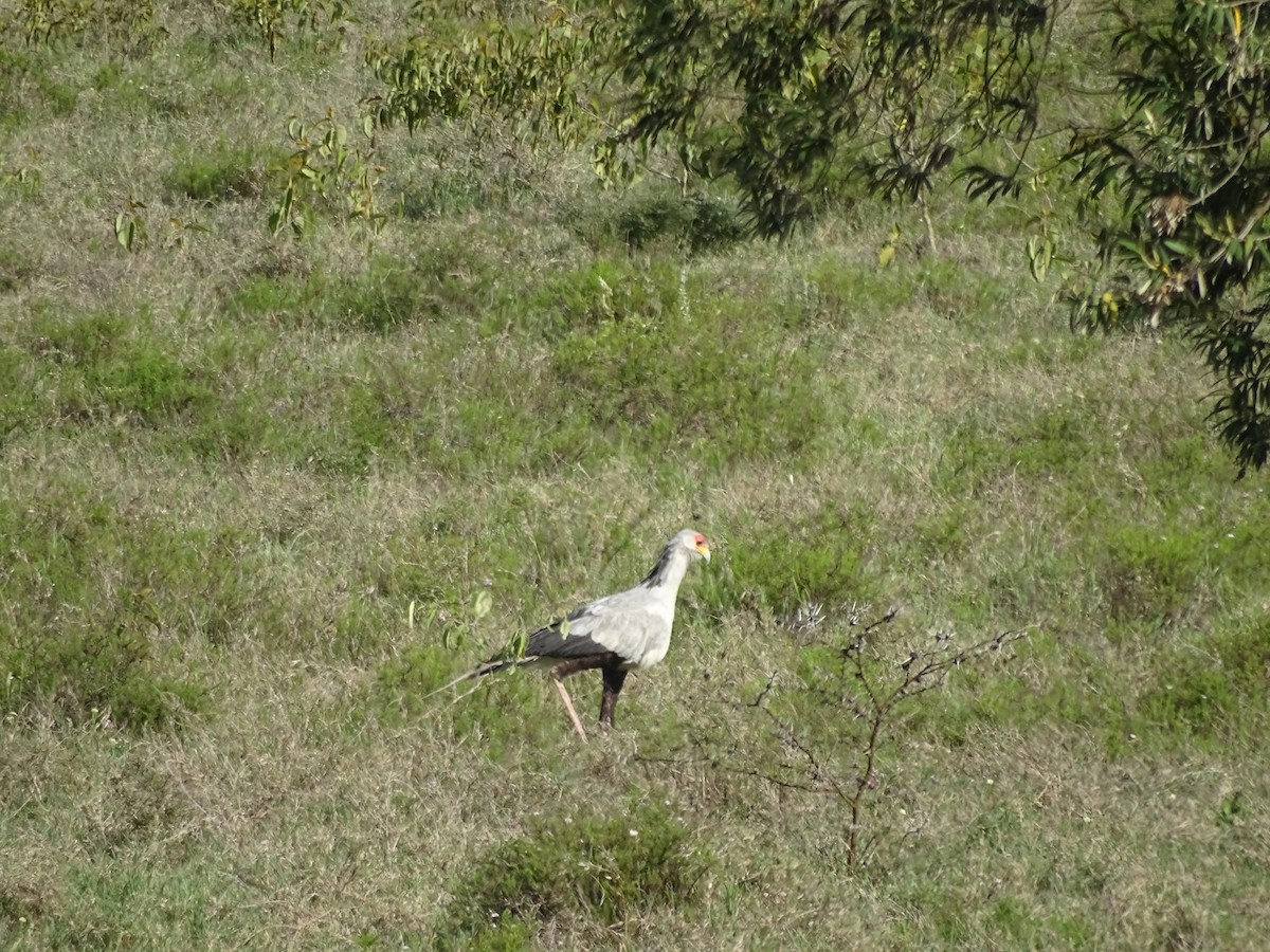 Secretarybird - ML638091727
