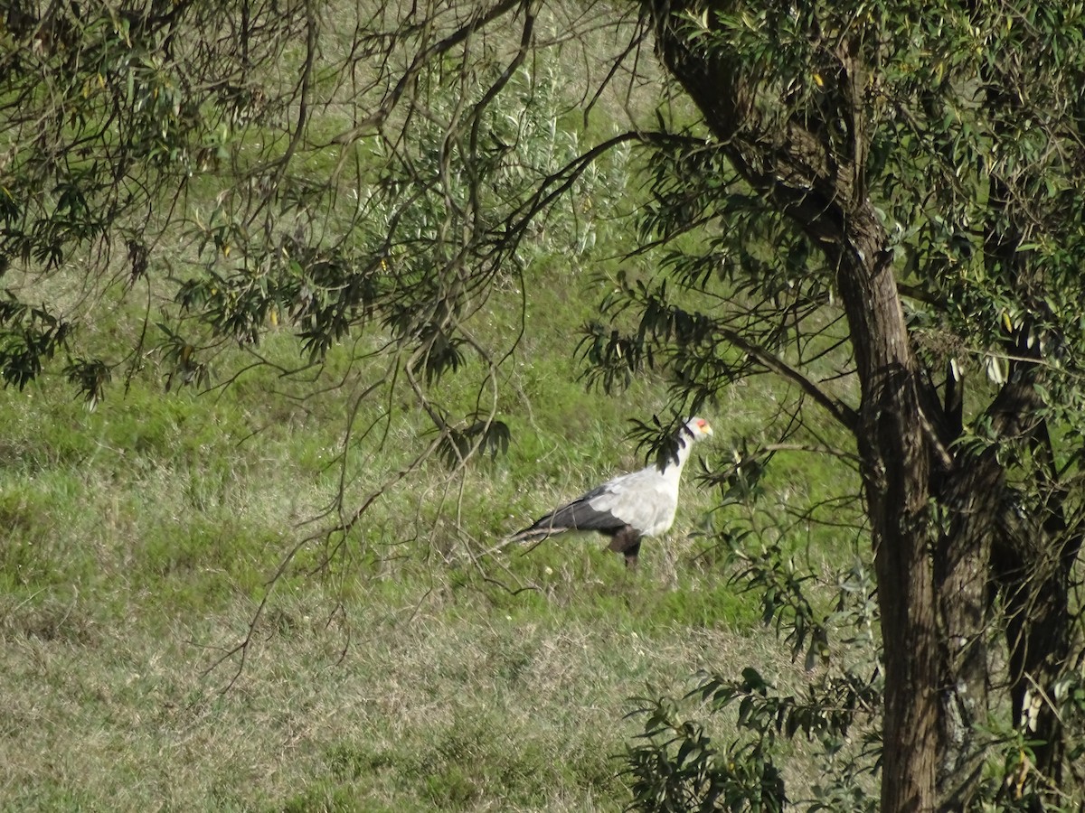 Secretarybird - ML638091728