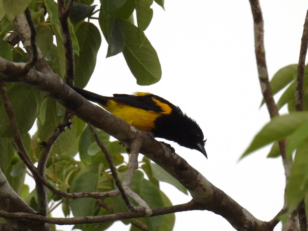 Black-cowled Oriole - ML638091741