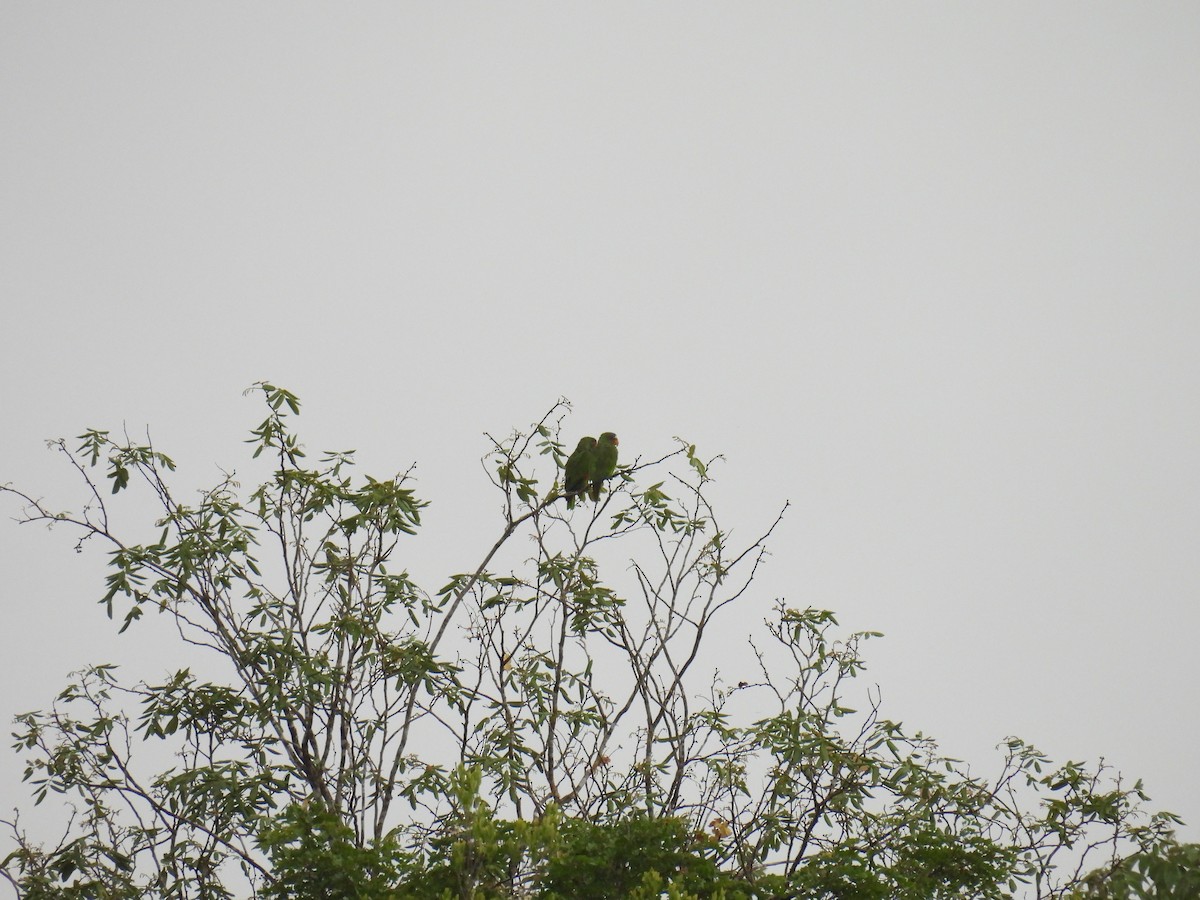 White-fronted Amazon - ML638091754