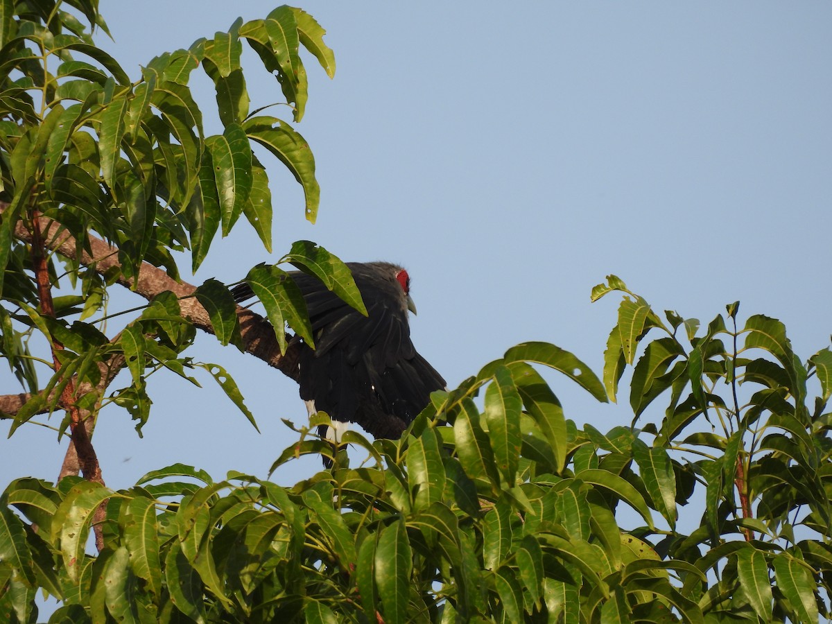 Green-billed Malkoha - ML638091755