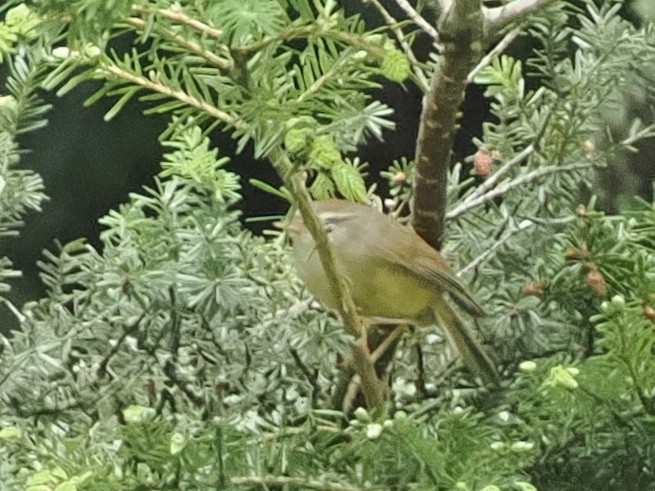 Yellowish-bellied Bush Warbler - ML638091764