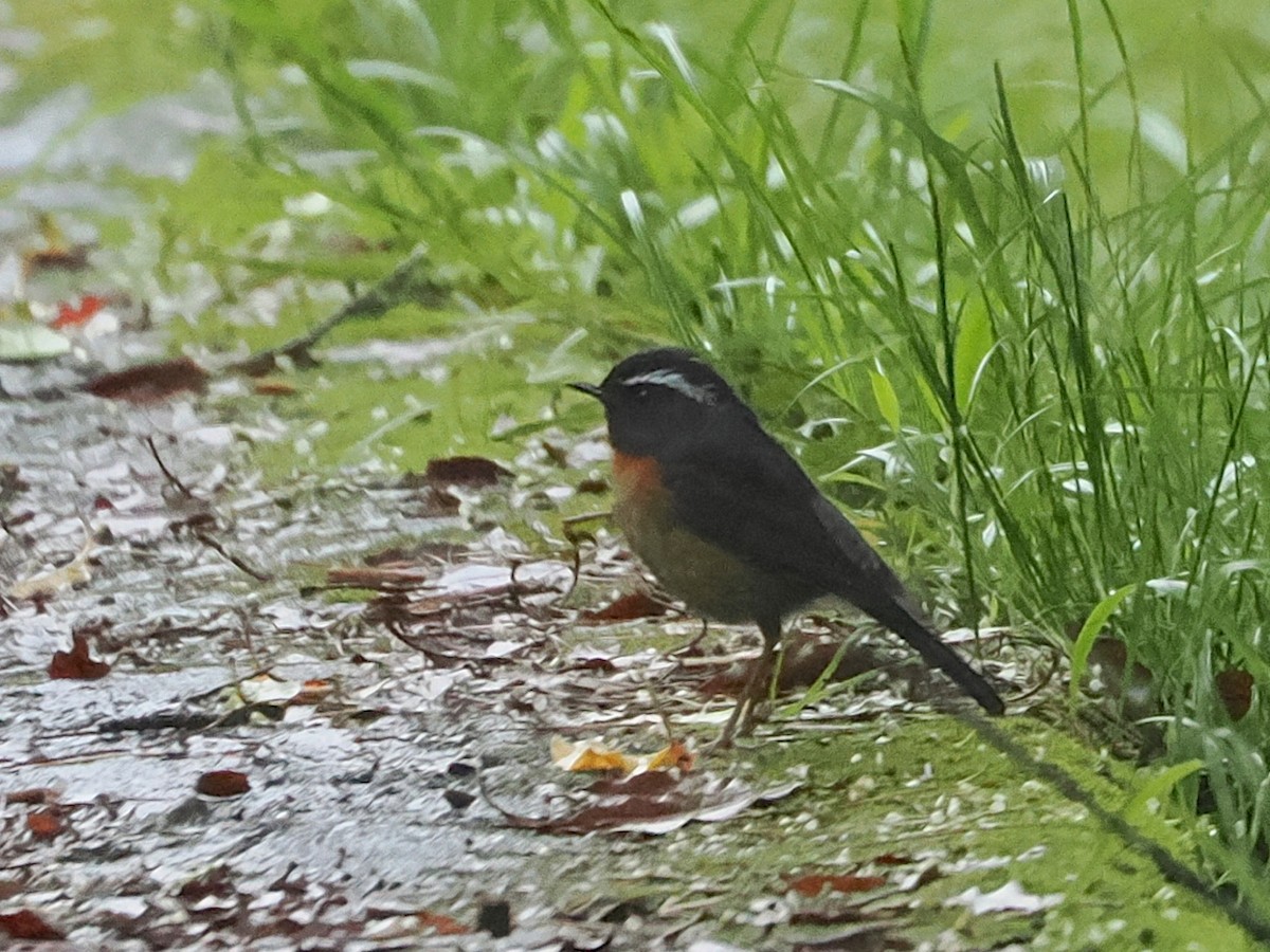 Collared Bush-Robin - ML638091767