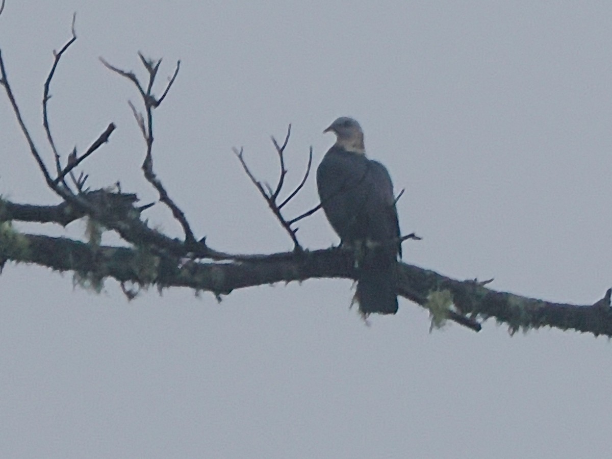 Ashy Wood-Pigeon - ML638091777