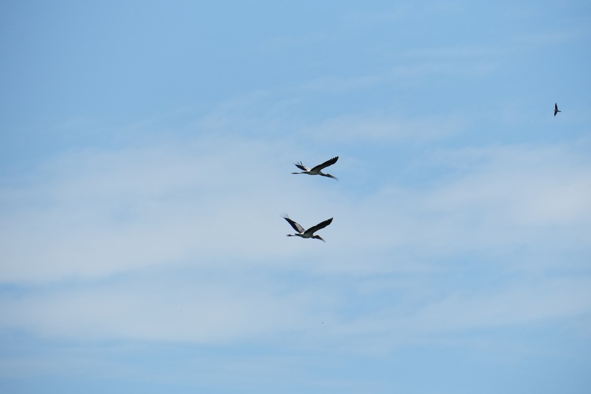 Milky Stork - ML638091778