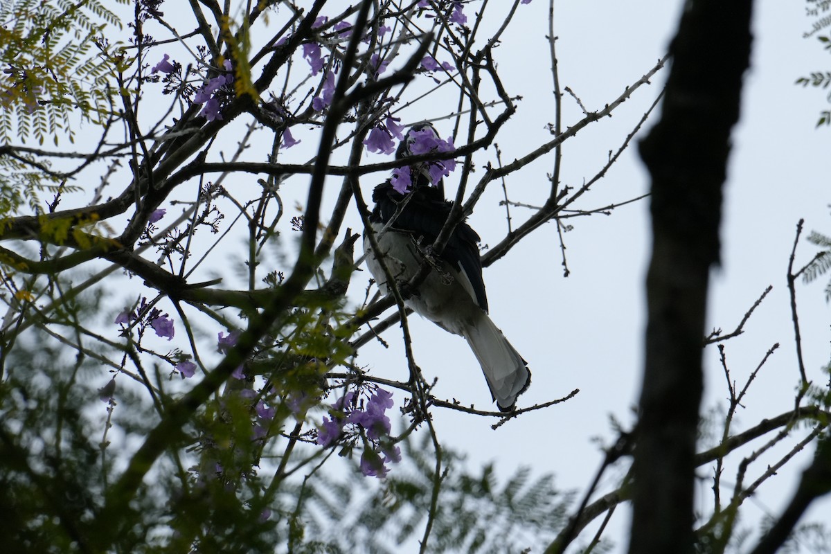 Oriental Pied-Hornbill - ML638091786