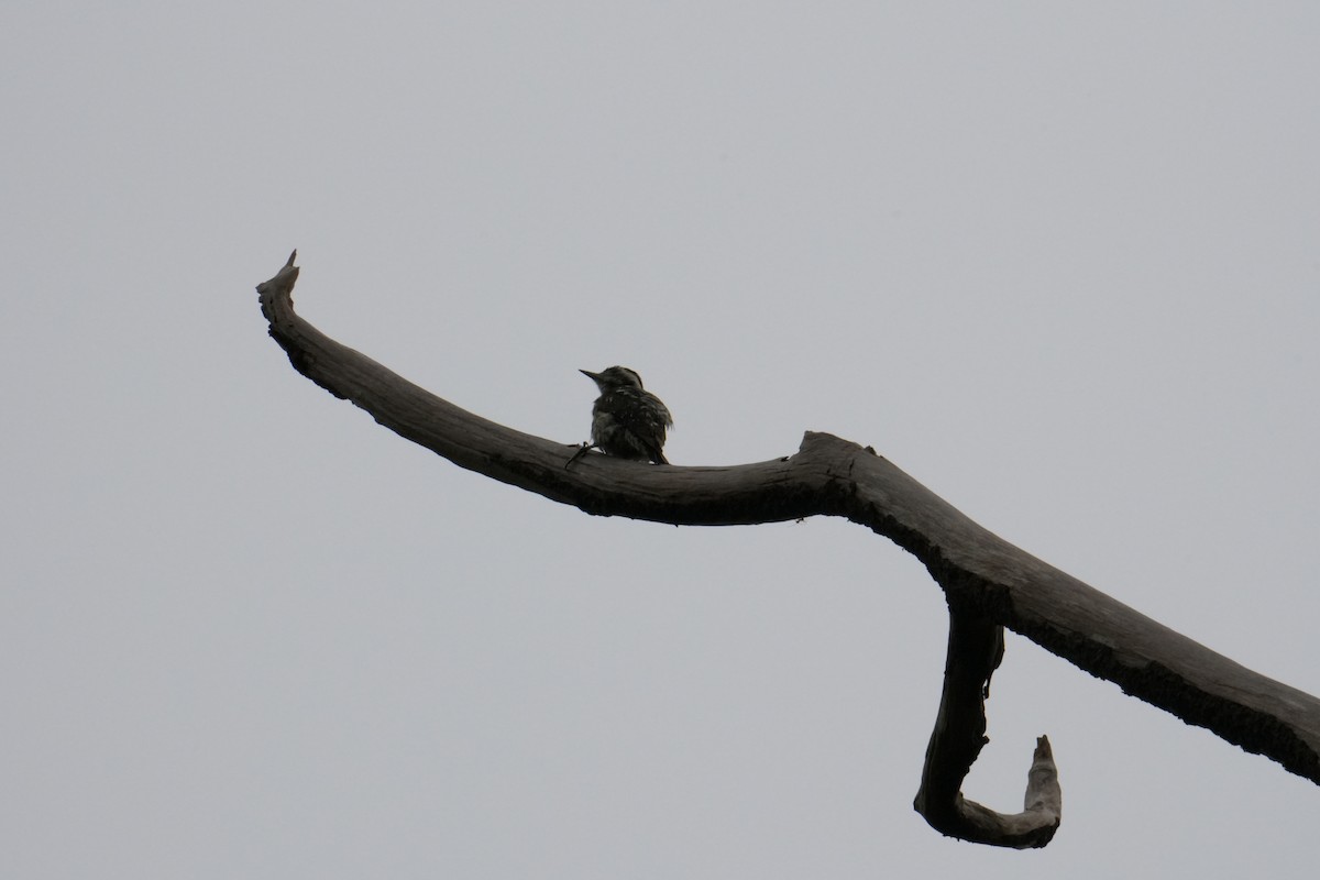 Sunda Pygmy Woodpecker - ML638091790