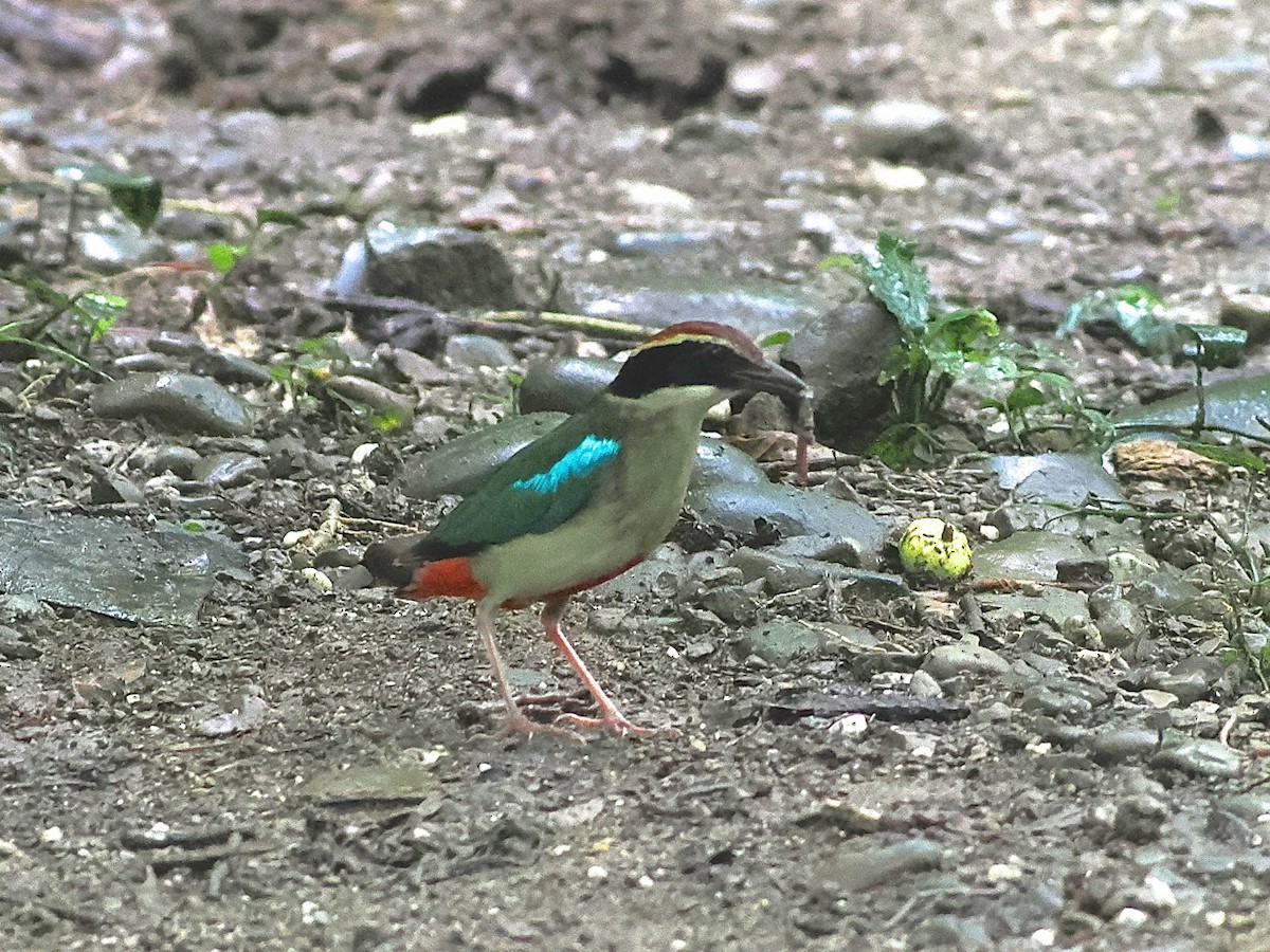 Fairy Pitta - ML638091799