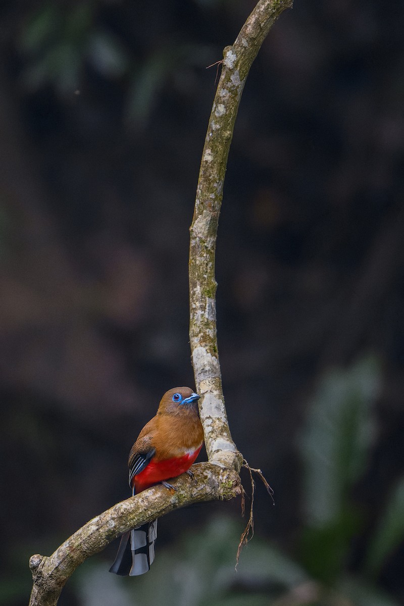Red-headed Trogon - ML638091814