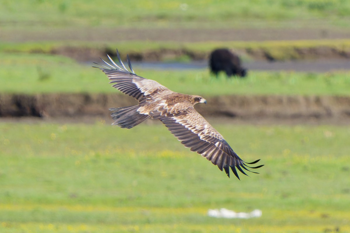 Pallas's Fish-Eagle - ML638091829