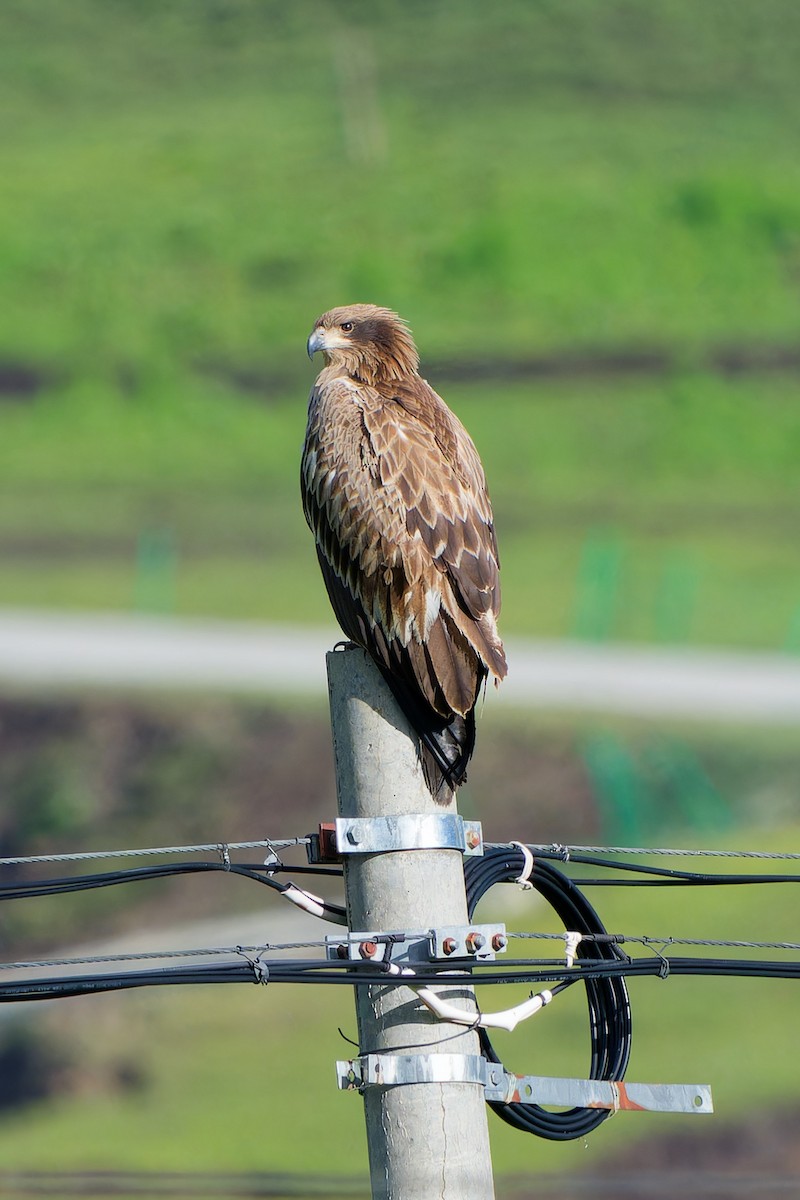 Pallas's Fish-Eagle - ML638091830