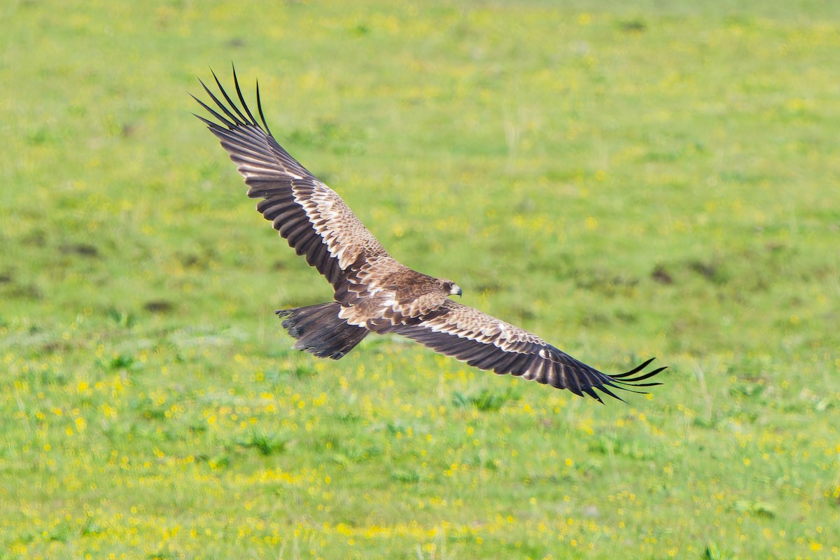 Pallas's Fish-Eagle - ML638091847
