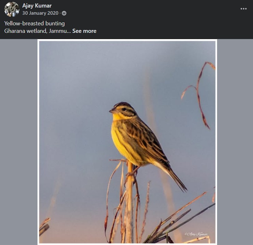 Yellow-breasted Bunting - ML638091848