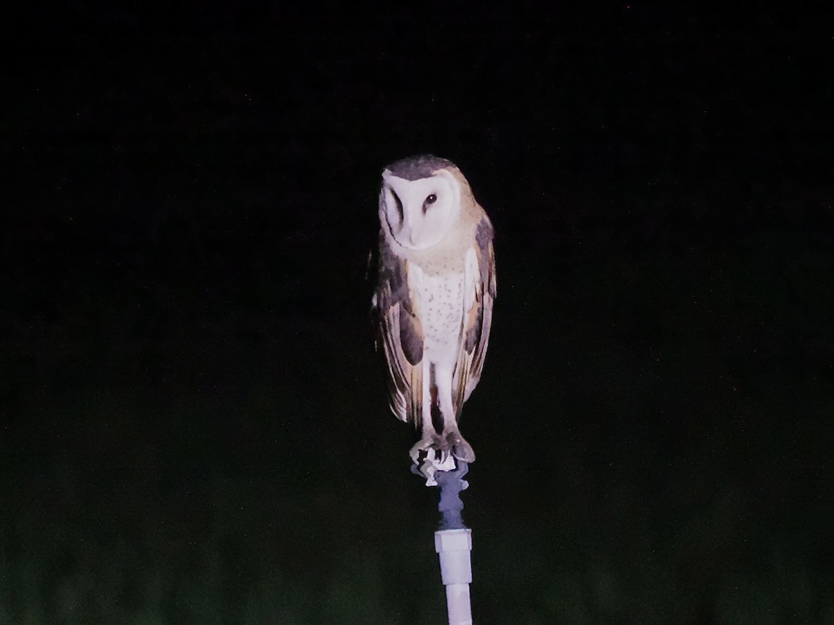 Australasian Grass-Owl - ML638091849