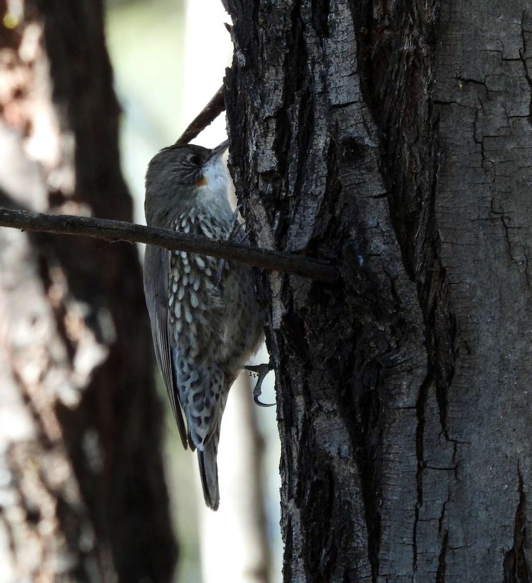 White-throated Treecreeper - ML638091856
