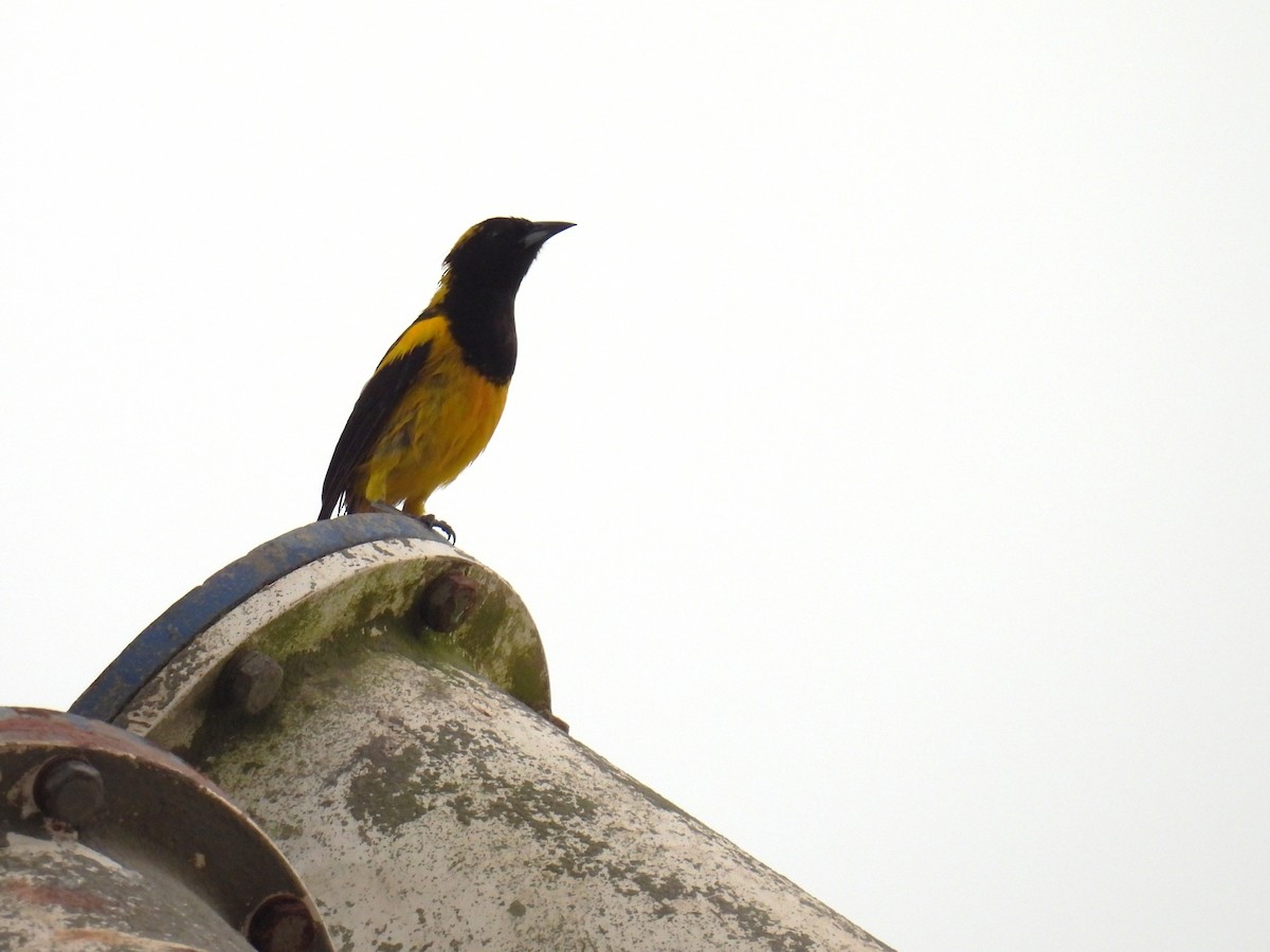 Black-cowled Oriole - ML638091902