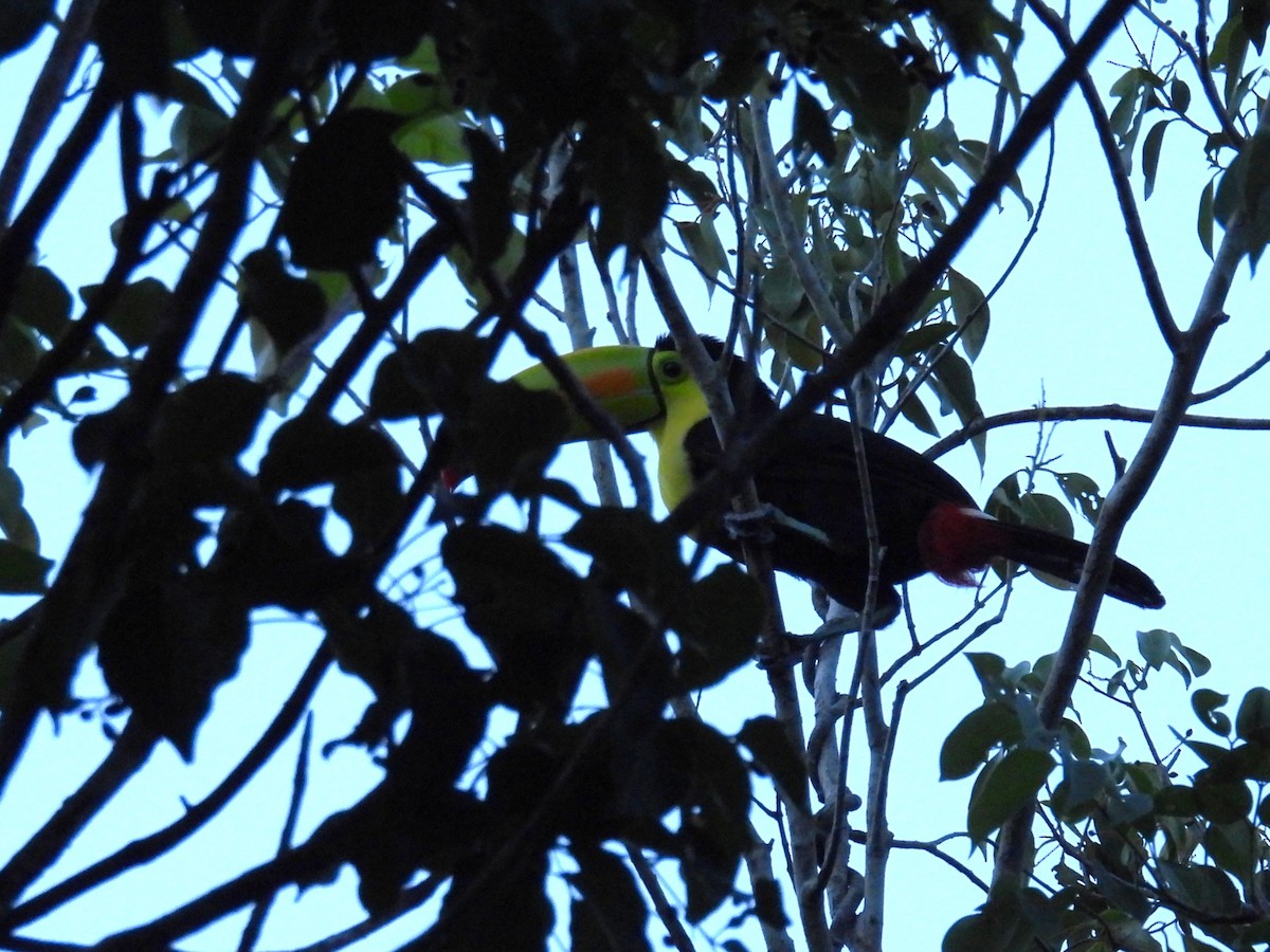 Keel-billed Toucan - ML638091912