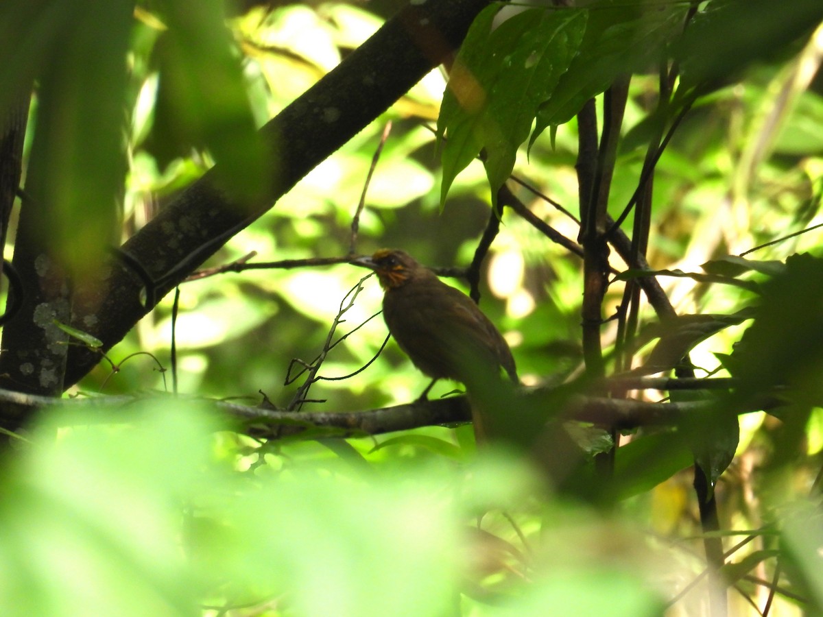 Stripe-throated Bulbul - ML638091914