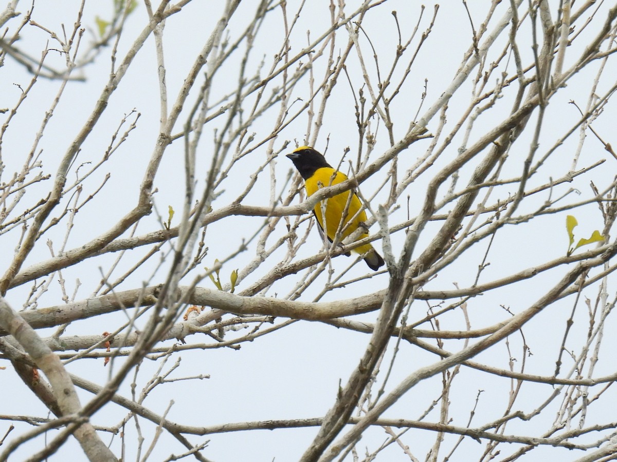 Scrub Euphonia - ML638091929