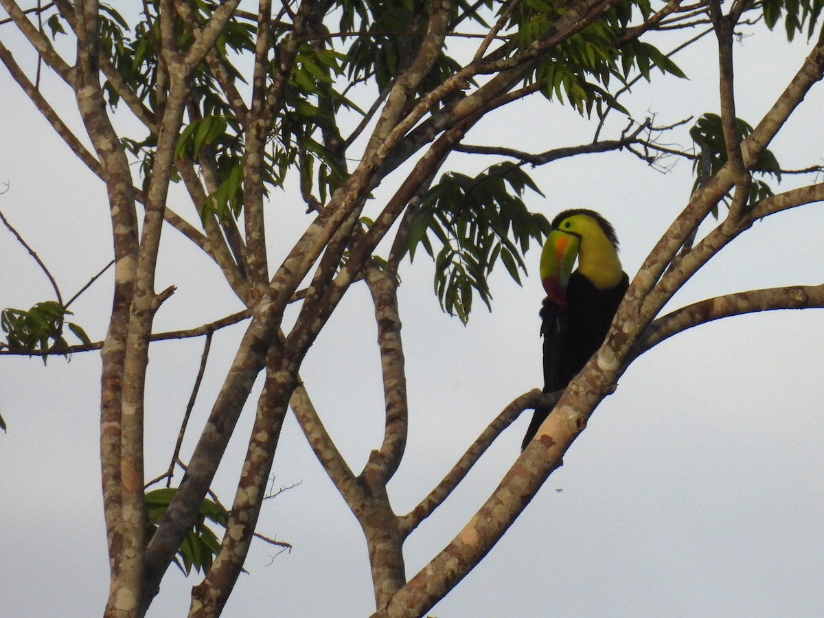Keel-billed Toucan - ML638091936