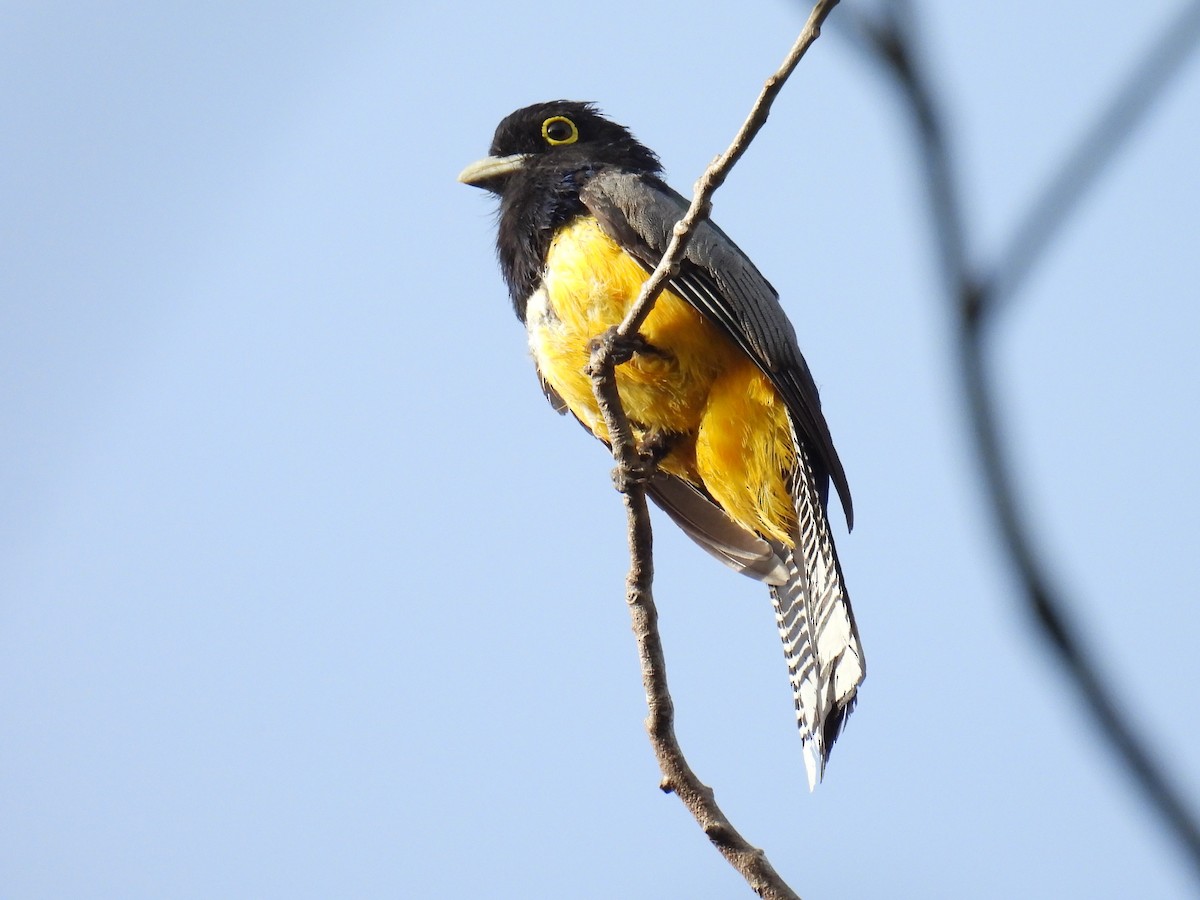 Gartered Trogon - ML638091961