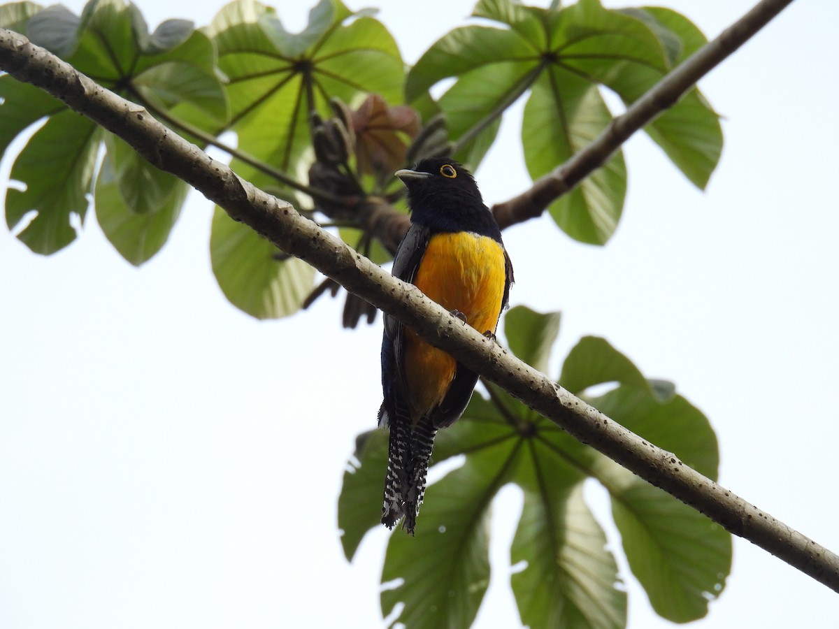 Gartered Trogon - ML638091962
