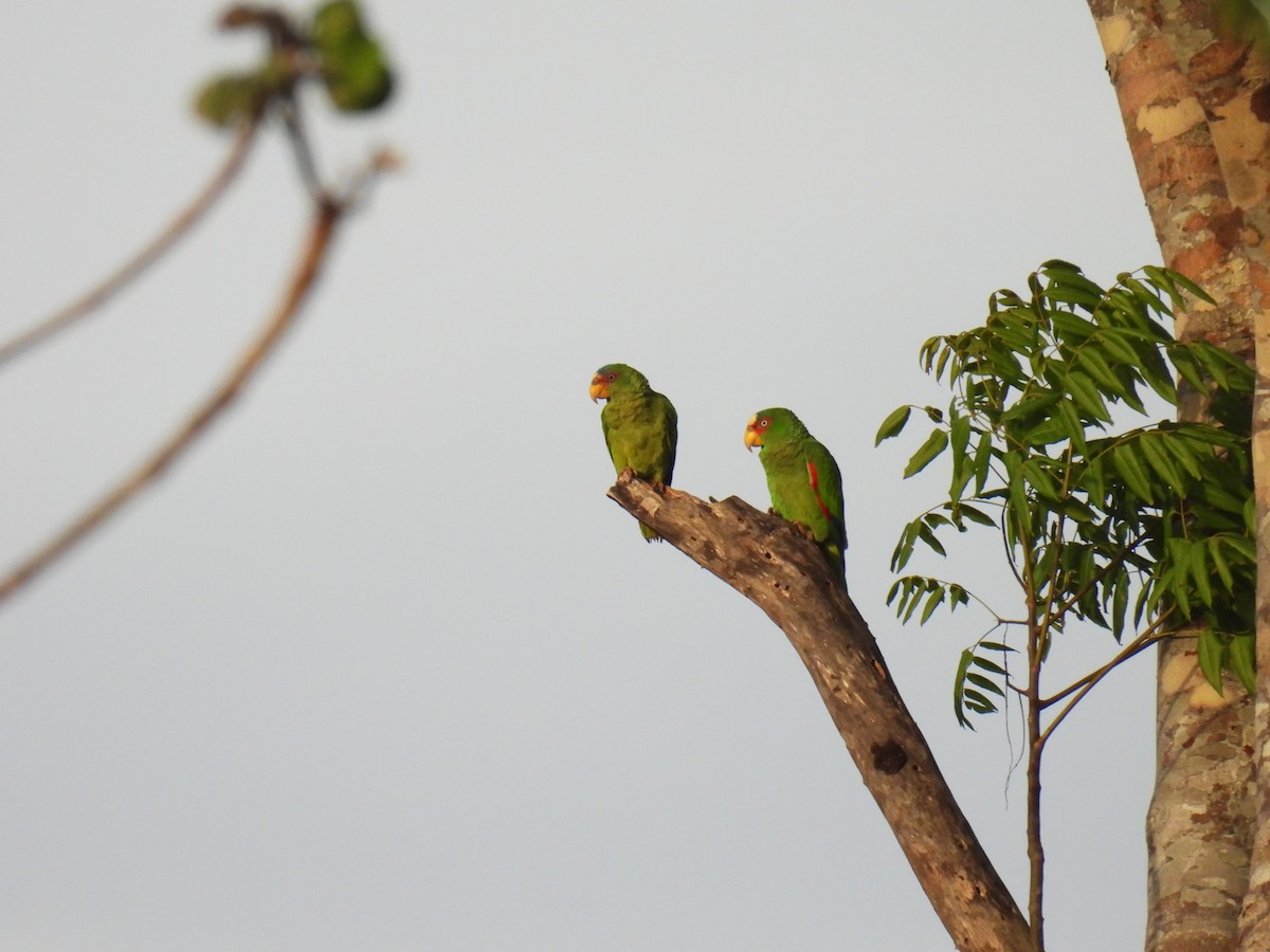 White-fronted Amazon - ML638091967