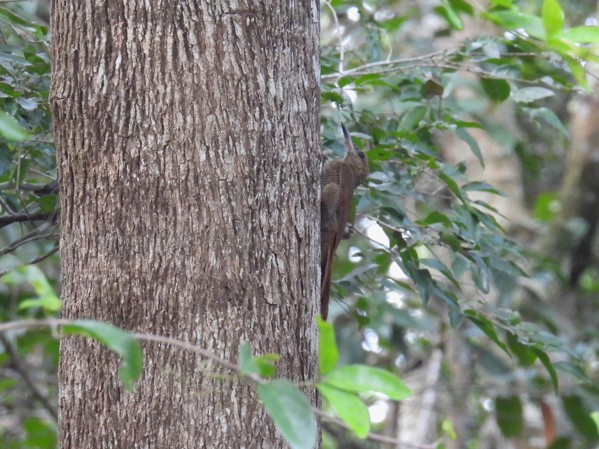 Northern Barred-Woodcreeper - ML638091976
