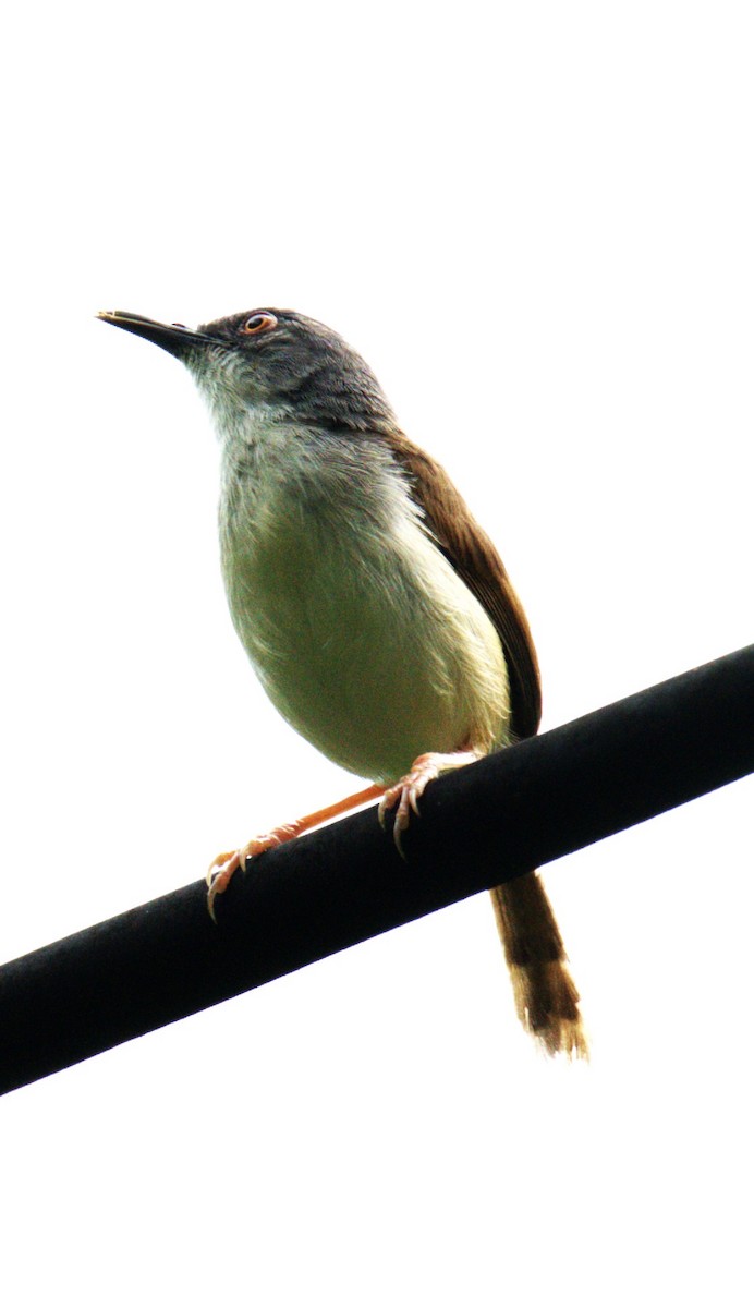 Rufescent Prinia - ML638092008
