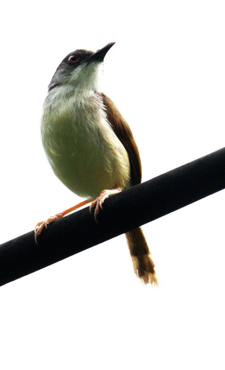 Rufescent Prinia - ML638092009