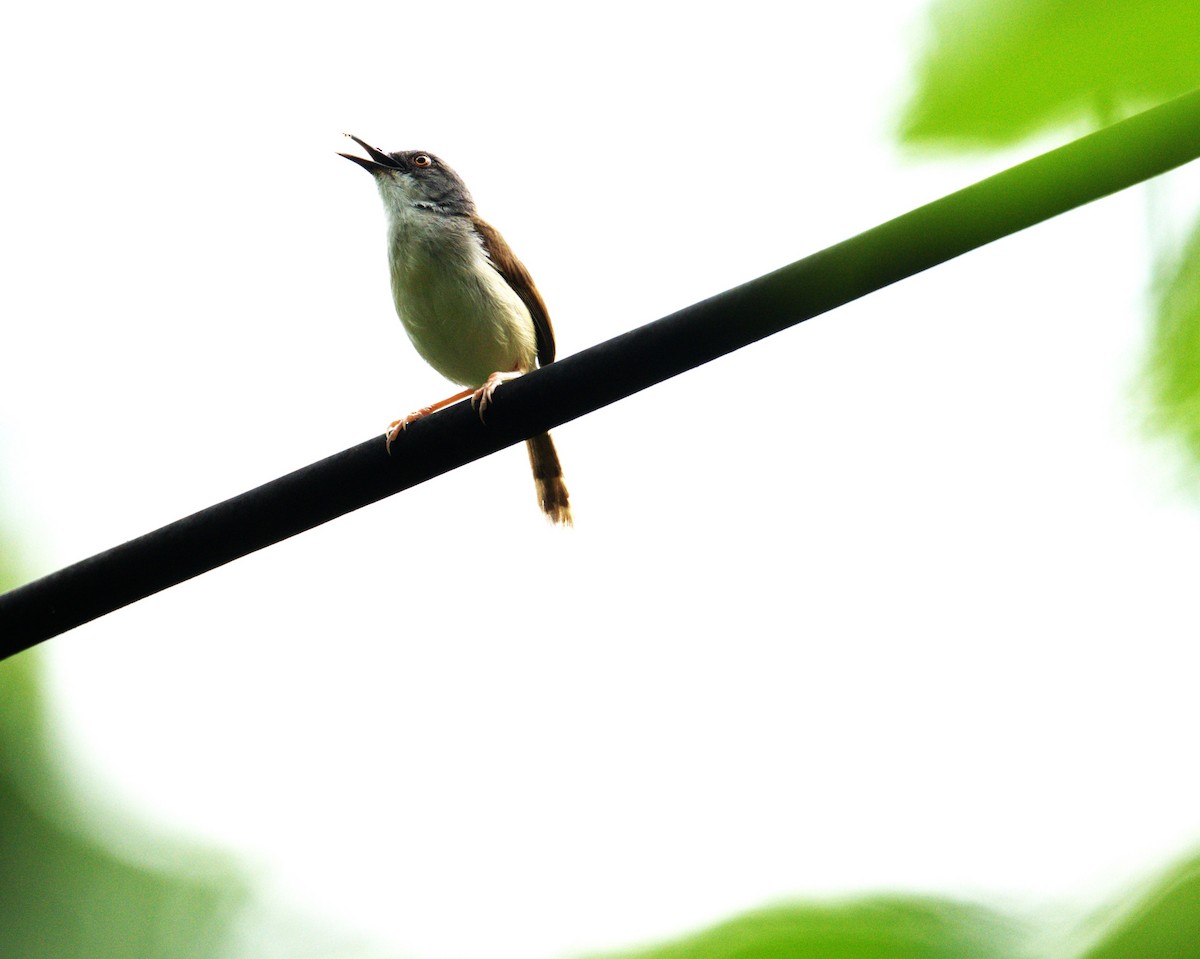 Rufescent Prinia - ML638092010
