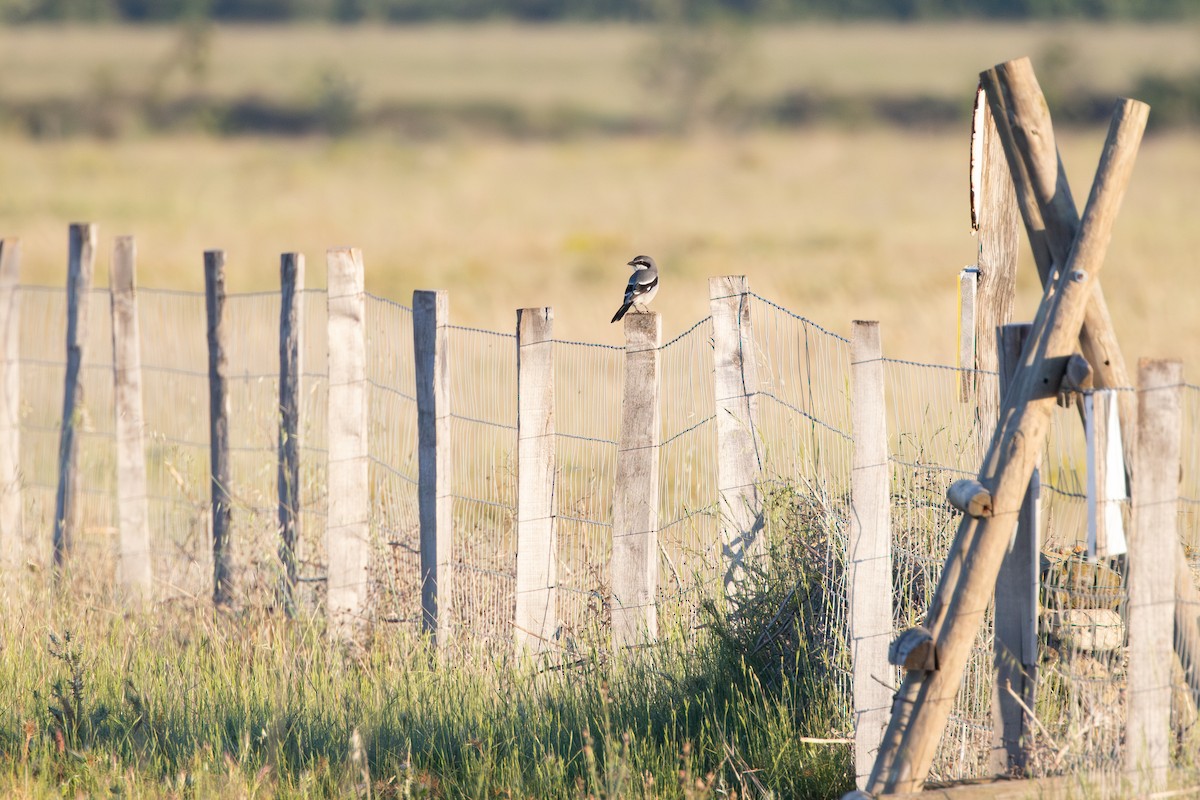 Iberian Gray Shrike - ML638092017