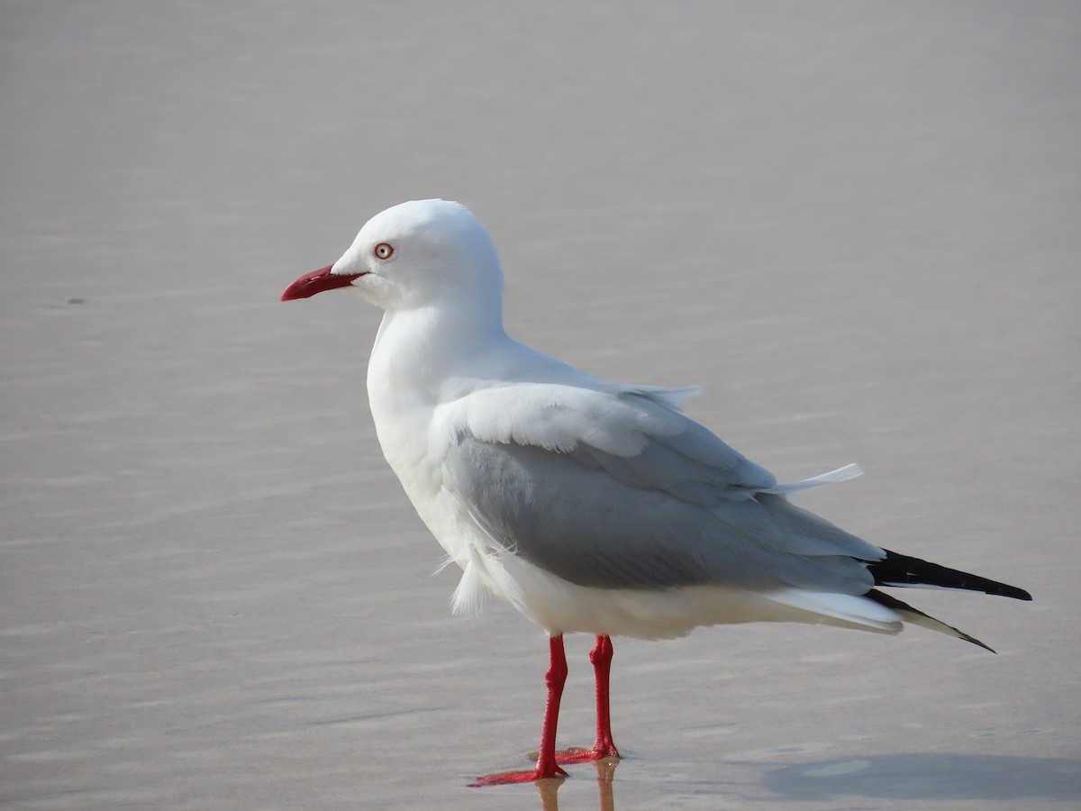 racek australský - ML638092026