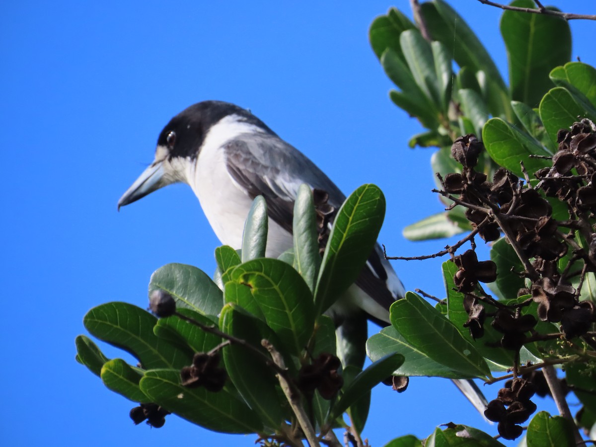 Gray Butcherbird - ML638092038