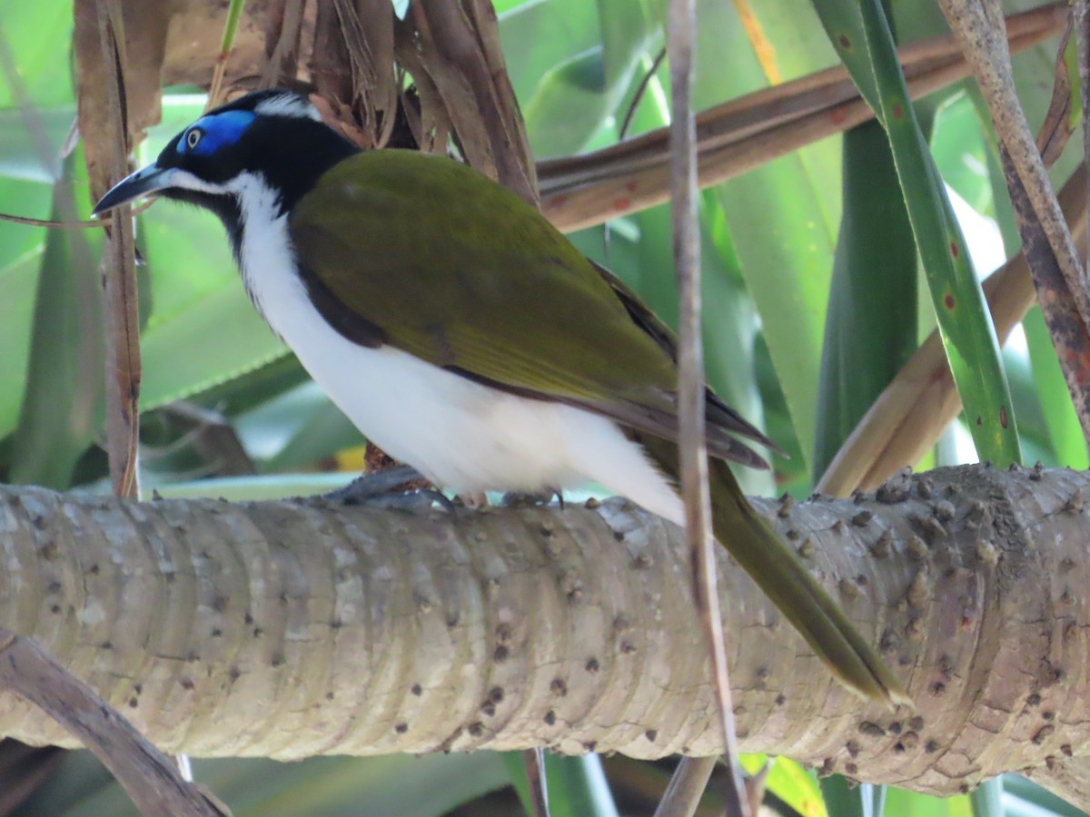 Blue-faced Honeyeater - ML638092047