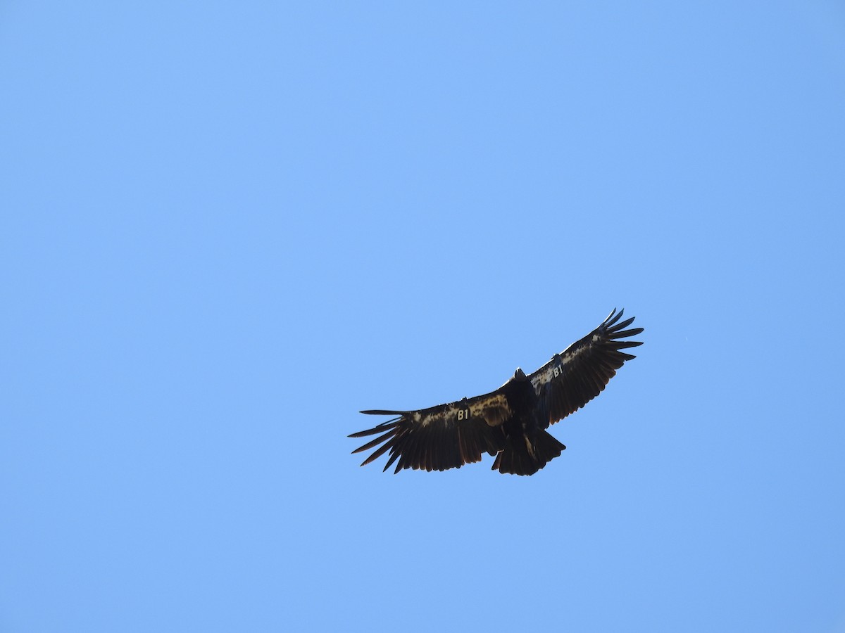California Condor - ML638092056
