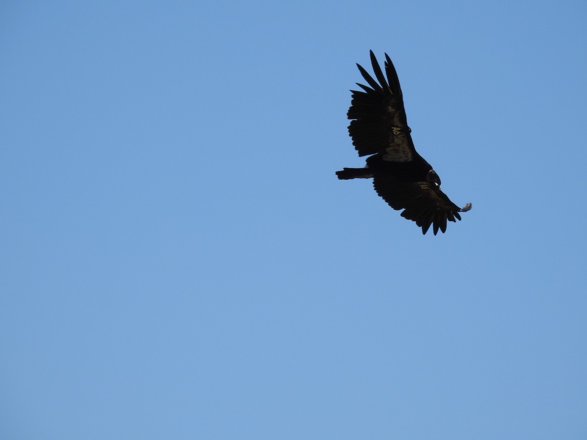 California Condor - ML638092061