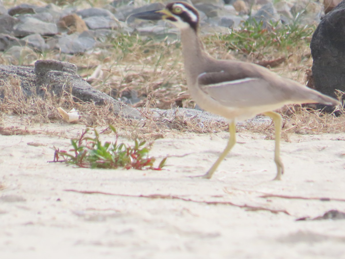 Beach Thick-knee - ML638092087