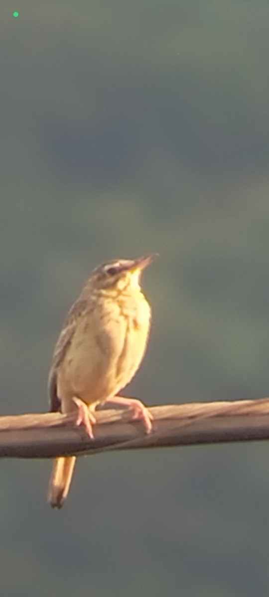 Tawny Pipit - ML638092097
