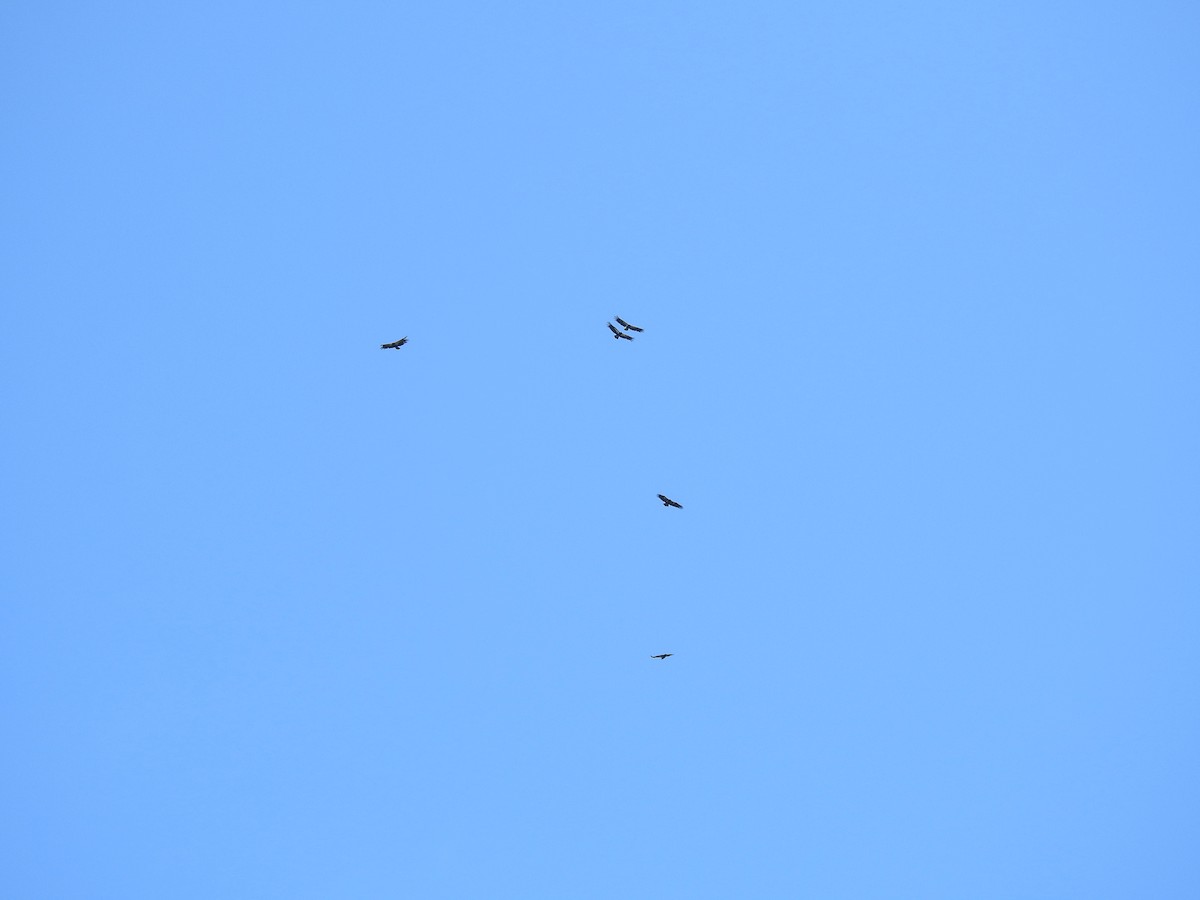 California Condor - ML638092102