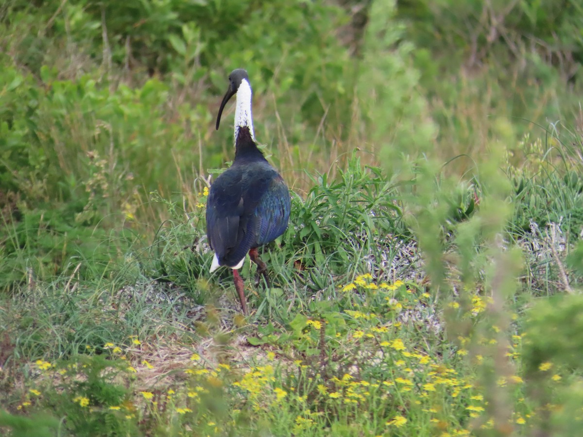 ibis slámokrký - ML638092117